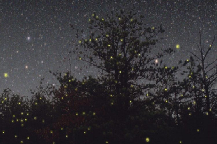 large firefly