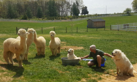 BrightEyes Alpacas