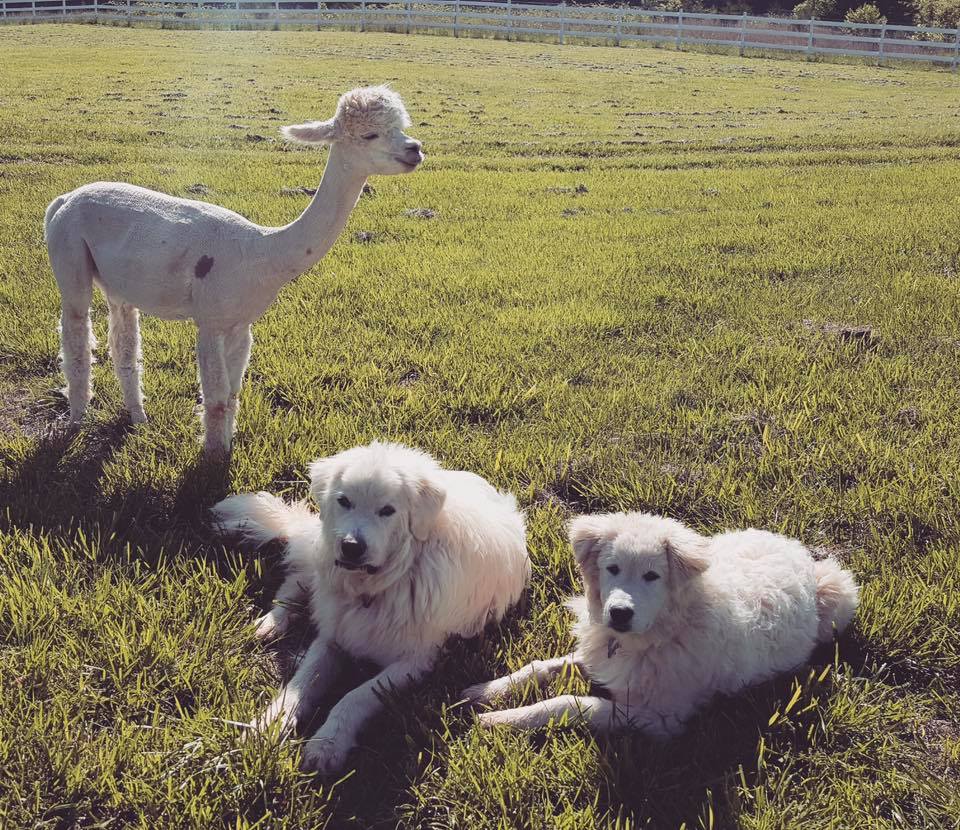 Alpaca and pups