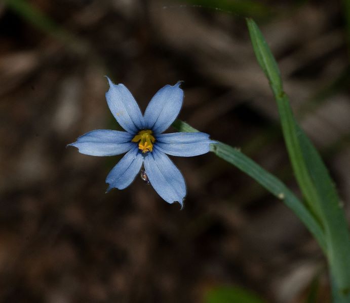 blue eyed grass bloom