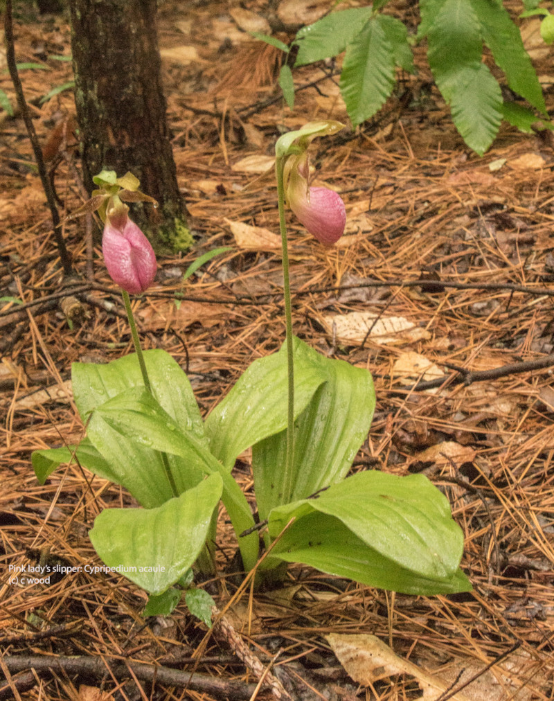 Pink Lady’s Slipper