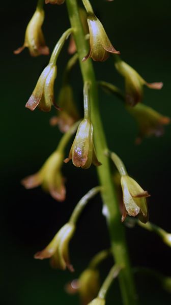 Putty-Root Orchid