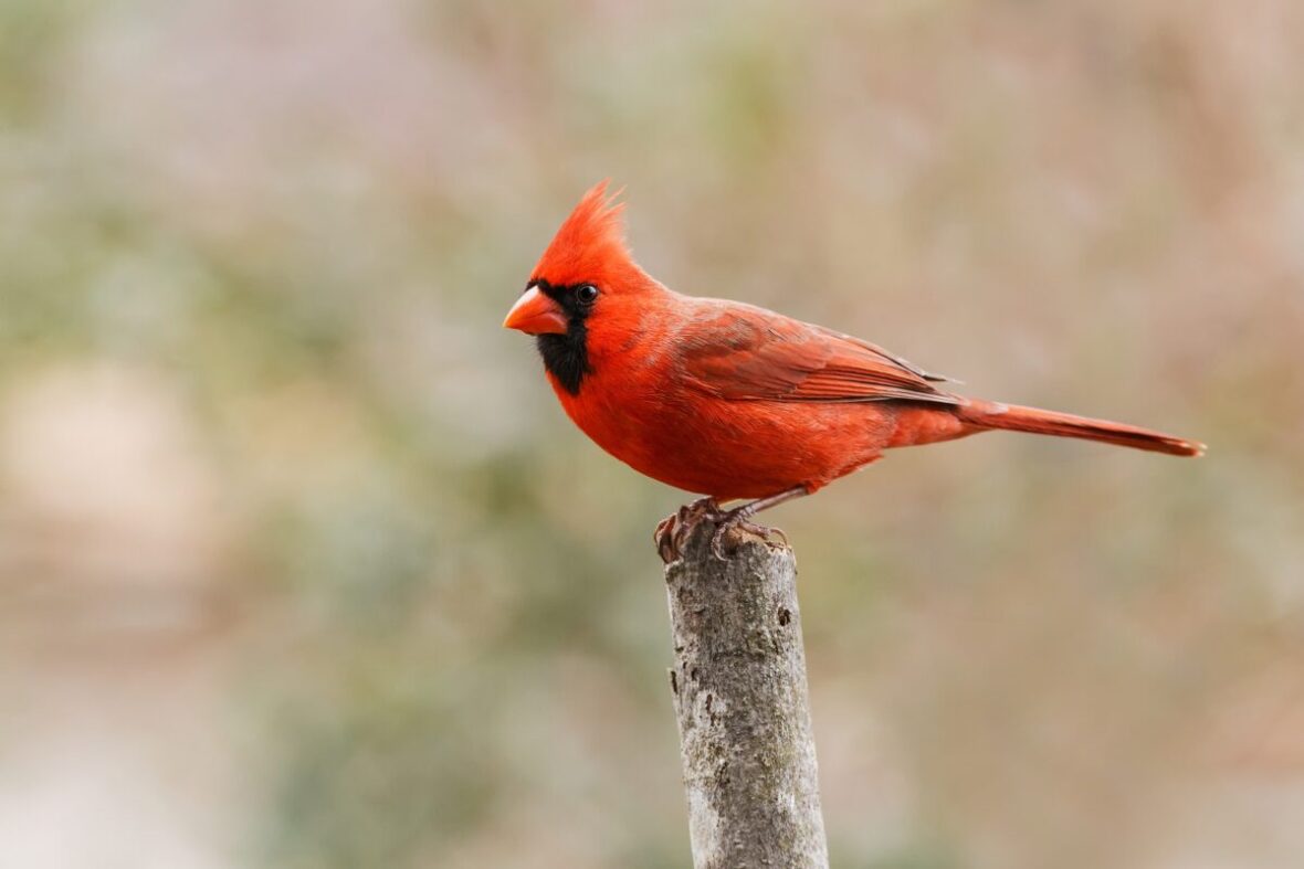 northern cardinal