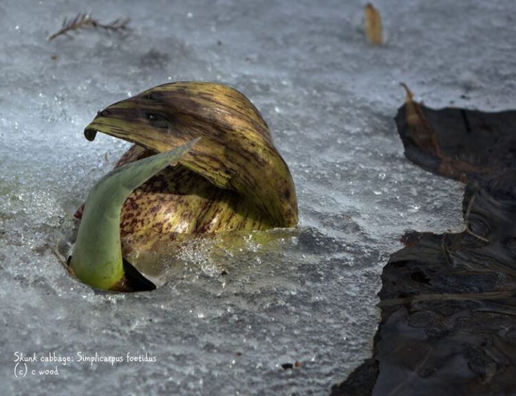 skunk cabbage in ice