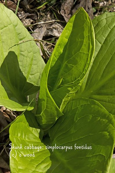 skunk cabbage leaves