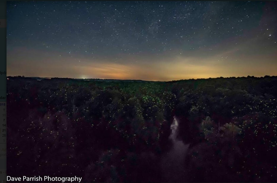 Firefly Festival at High Bridge Trail State Park