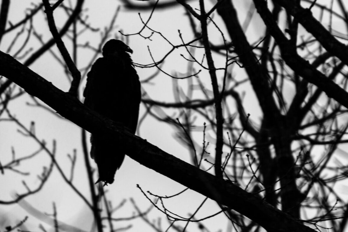vulture in bare trees