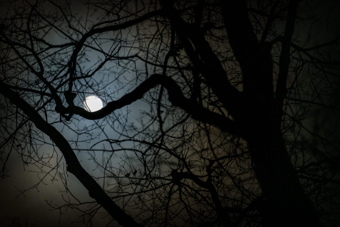moon in trees at night