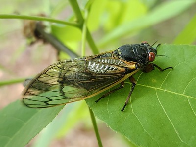 Backyard Bingo Nature Walk