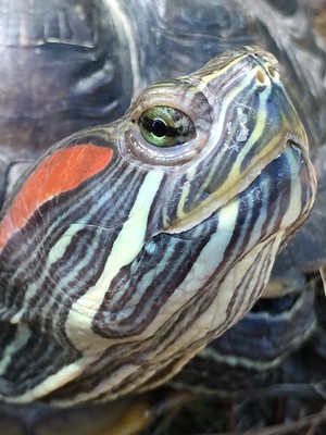 Meet & Greet with Ranger Myrtle the Turtle
